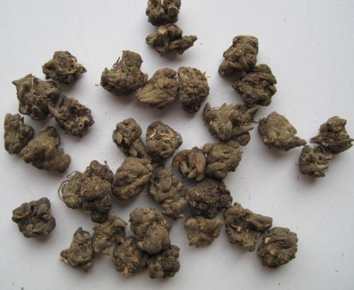 猫爪草的功效与作用及食用方法,猫爪草煲瘦肉_百草录