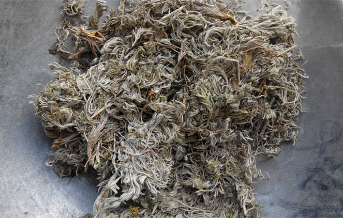 茵陈的功效与作用及食用方法