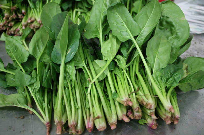 百草录 中医养生  食疗养生  食材大全   菠菜又名波斯菜,赤根菜,鹦鹉