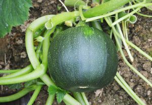 百草录 中医养生  食疗养生  食材大全   ◆椒油拌菜瓜丝 菜瓜2000克